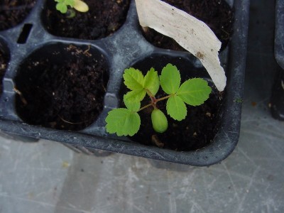 rosa.JPG (120.6 KiB) Osservato 1726 volte rosa.JPG