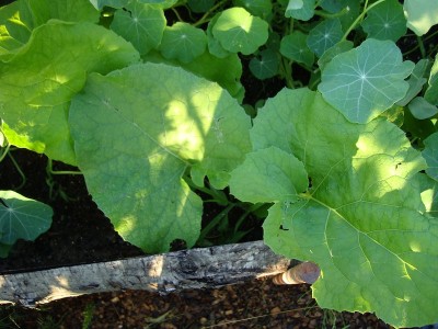 bardana.JPG (164.75 KiB) Osservato 1726 volte bardana.JPG