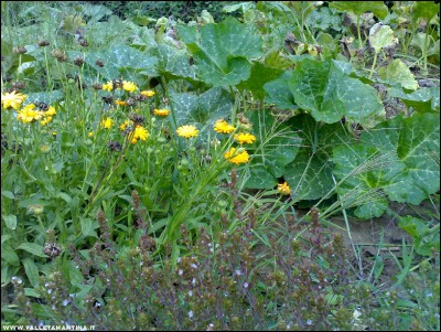 15092017santoreggia-calendula-zucca.jpg