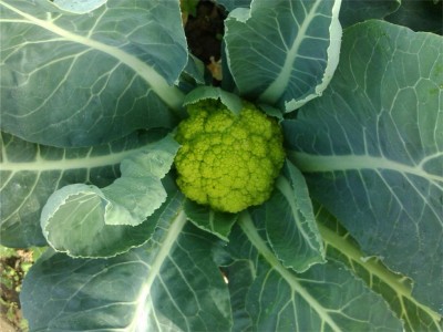 broccolo.jpg