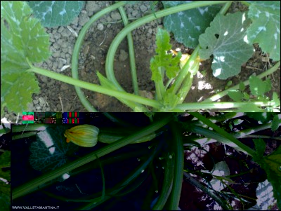 19062018zucchine-serra.jpg