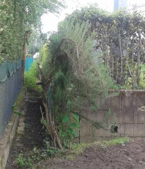 rosmarino.jpg rosmarino.jpg