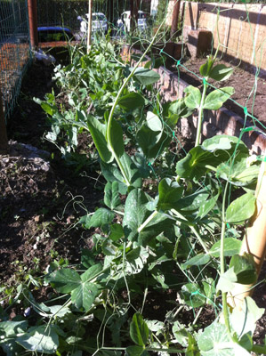 I Piselli / 1_2013.JPG 1_2013.JPG