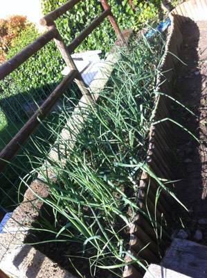 Cipolle tropea e dorate / 3_2013.JPG 3_2013.JPG