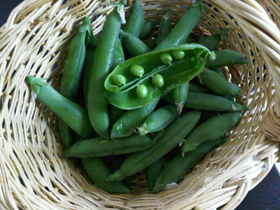 La prima raccolta di piselli / 10_2013.JPG 10_2013.JPG