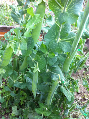 Piselli sulla pianta / 11_2013.JPG 11_2013.JPG