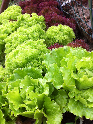 L'aiuola dell'insalata / 12_2013.JPG 12_2013.JPG