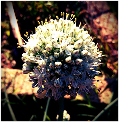 I fiori dell'orto... la cipolla! / 15_2013.JPG 15_2013.JPG