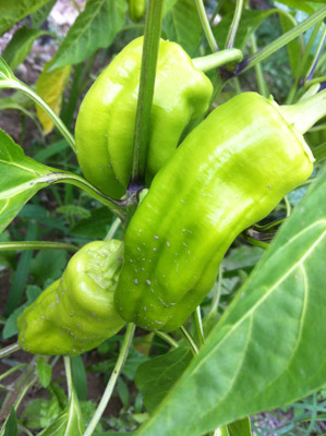 I peperoni bianchi / 18_2013.JPG 18_2013.JPG