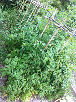 La selva di pomodori / 21_2013.JPG 21_2013.JPG