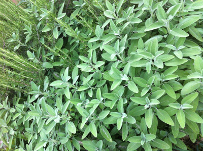 Le piante aromatiche / 24_2013.JPG 24_2013.JPG