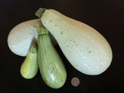 Zucchine / 30_2013.JPG 30_2013.JPG