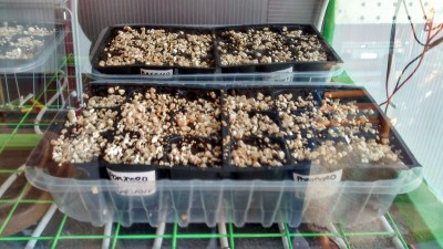 Dettaglio Semina / 8 dettaglio semina _mod.jpg 8 dettaglio semina _mod.jpg