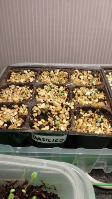 Basilico 1 / Basilico 1.jpg Basilico 1.jpg