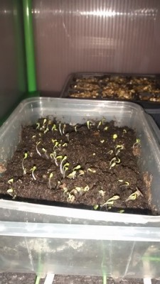 Insalata 1 / Insalata 1.jpg Insalata 1.jpg