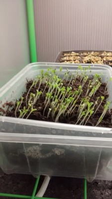 Insalata 2 / Insalata 2.jpg Insalata 2.jpg