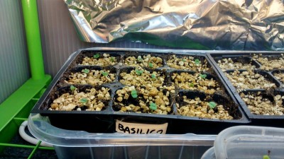 Basilico 2 / Basilico 2.jpg Basilico 2.jpg