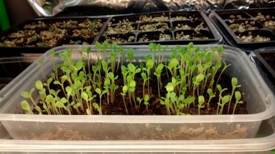 Insalata 3 / Insalata 3.jpg Insalata 3.jpg