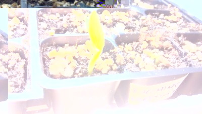 Zucchina 1 / Zucchina 1.jpg Zucchina 1.jpg