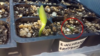 Particolare Zucchina / Particolare zucchina 2.jpg Particolare zucchina 2.jpg