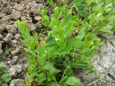 Piselli / 20140316_105529.jpg 20140316_105529.jpg