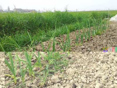 Aglio / 20140316_105831.jpg 20140316_105831.jpg