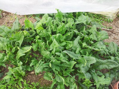 Spinaci / 20140316_105607.jpg 20140316_105607.jpg