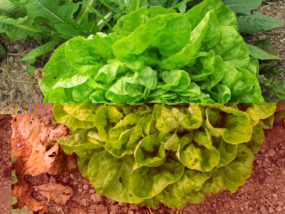 Insalata / 20140316_105625.jpg 20140316_105625.jpg