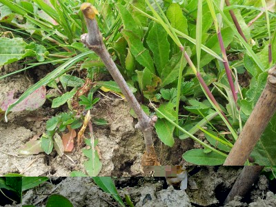 Innesto / 20140316_105710.jpg 20140316_105710.jpg