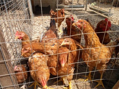 sam_8817.jpg (127.85 KiB) Osservato 1601 volte sam_8817.jpg