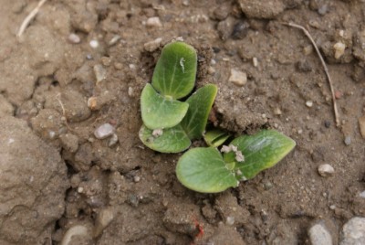 DSC09248 (Small).JPG (137.44 KiB) Osservato 1948 volte DSC09248 (Small).JPG