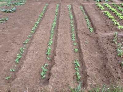 Pisello nano grano liscio / image.jpg image.jpg