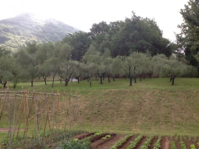 ...e dietro l'orto gli olivi / image.jpg image.jpg