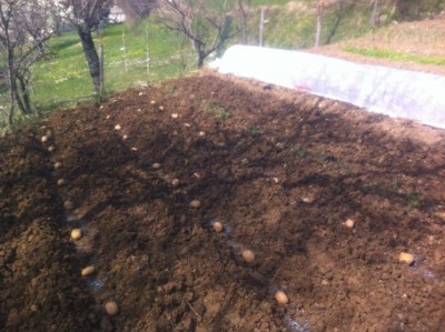 IMG_1310.jpg (69.82 KiB) Osservato 1300 volte IMG_1310.jpg