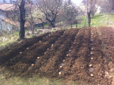 IMG_1313.jpg (81.46 KiB) Osservato 1299 volte IMG_1313.jpg