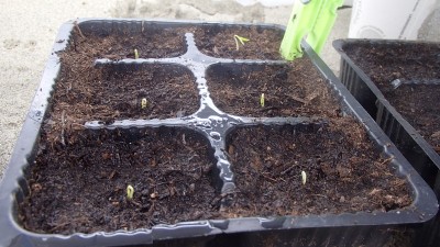 P1220143.jpg (148.43 KiB) Osservato 1765 volte P1220143.jpg