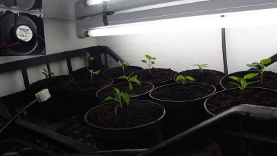 P2190149.jpg (47.19 KiB) Osservato 1477 volte P2190149.jpg