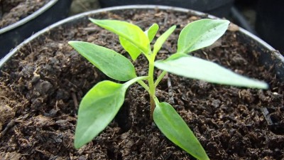 P2190150.jpg (85.15 KiB) Osservato 1477 volte P2190150.jpg