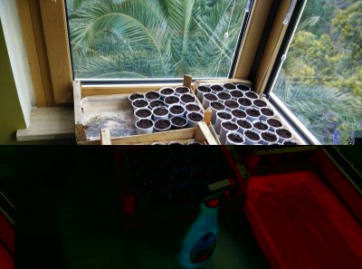 una sessantina di piantine tra melanzane e peperoni / semine.jpg semine.jpg