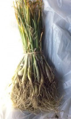 CAM01423 (FILEminimizer).jpg (23.99 KiB) Osservato 1815 volte CAM01423 (FILEminimizer).jpg