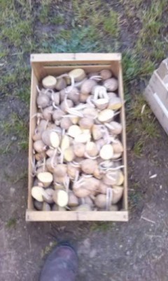 CAM01425 (FILEminimizer).jpg (26.43 KiB) Osservato 1815 volte CAM01425 (FILEminimizer).jpg