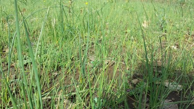 20150303_113250.jpg (263.76 KiB) Osservato 5397 volte 20150303_113250.jpg