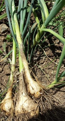 20150402_121441.jpg (256.29 KiB) Osservato 5397 volte 20150402_121441.jpg