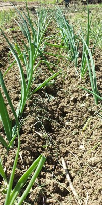 20150402_121454.jpg (299.9 KiB) Osservato 5397 volte 20150402_121454.jpg