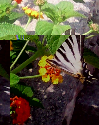 Farfalla 1.jpg