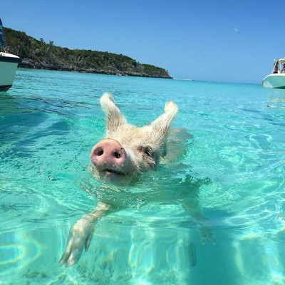 Pig-Beach-Swimming-Big-Major-Cay-Bahamas-10.jpg
