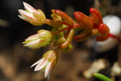 Sedum aquilanum.jpg