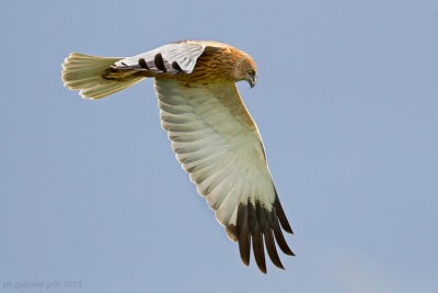 Falco di palude (foto Gabriele Grilli).jpg