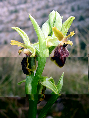 Ophrys sphegodes (foto Enrico Zarri).JPG