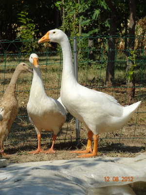 DSC00326.JPG (382.72 KiB) Osservato 2135 volte DSC00326.JPG